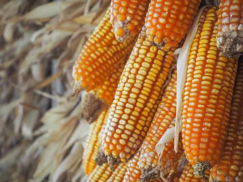 Close-up of ripe dried corn cobs hanging Stock Photos
