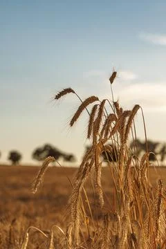 Close-up of ripe ears of wheat against the backdrop of a golden field, tree.. Stock Photos