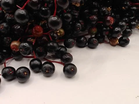 Close-up of ripe elderberries Stock Photos