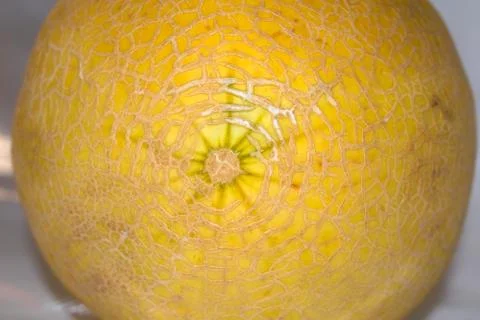 Close up of a ripe fresh melon fruit Stock Photos