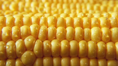 Close-up ripe golden corn cobs in sunlight, sliding shot. Stock Footage 206015001