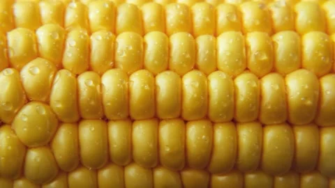 Close-up ripe golden corn cobs in sunlight, sliding shot. Видео 207311795