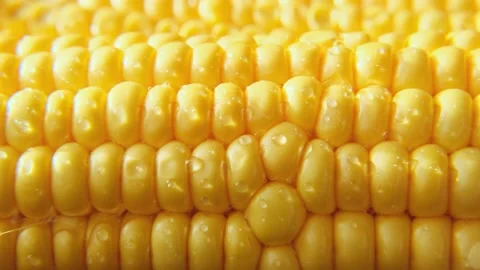 Close-up ripe golden corn cobs in sunlight, sliding shot. 動画素材 213590612