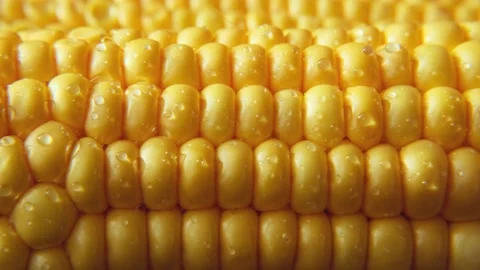 Close-up ripe golden corn cobs in sunlight, sliding shot. Stockbeeldmateriaal 233554985