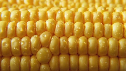 Close-up ripe golden corn cobs in sunlight, sliding shot. Stock Footage 244765185