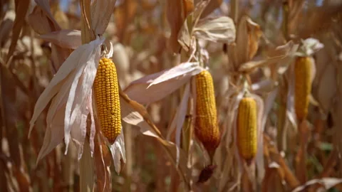 Close-up of ripe golden corn cobs growing among dry brown maize leaves in a.. Stock Footage 343857347