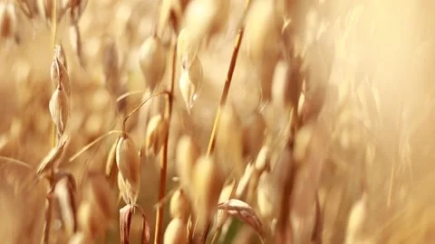 Close-up of ripe golden ears rye, oat or wheat swaying in the light wind Stock-Footage 202960004