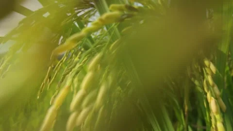 Close up of ripe golden rice ears in a paddy field Video stock 346227201