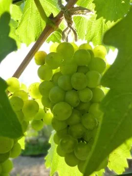 Close Up of Ripe Grape Cluster on Vine Stock Photos