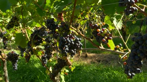 Close up of ripe grape clusters on vine in vineyard Stock Footage 325529094