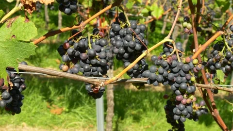 Close up of ripe grape clusters on vine in vineyard Stock Footage 325529154