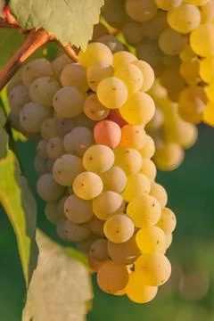 Close-Up of Ripe Grapes Hanging in a Vineyard Stock Photos