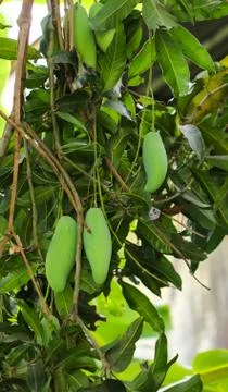 Close up of ripe green mango on the tree Stock Photos