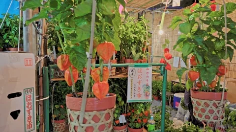 Close-Up of Ripe Ground Cherry Pods in Potted Plants, Market Stall 動画素材 342711163
