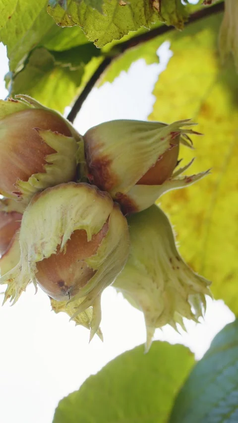 Close-up ripe hazelnuts on hazel tree bunch in garden, growing raw nuts, harvest Stock Footage 323331889