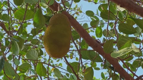 Close Up of Ripe Jackfruit Dangling from Tree Canopy in Tropical Landscape Stock Footage 337977607