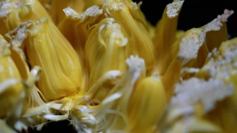 Close-up of ripe jackfruit pieces with yellow flesh and fibrous texture on .. Видео 339022509