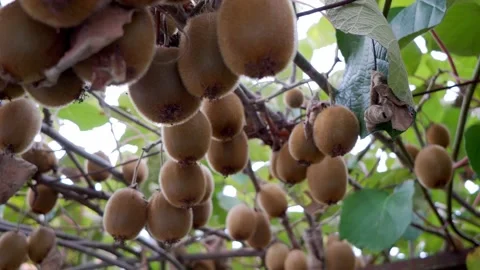 Close-up of ripe kiwifruit on the tree surrounded by leaves before picking. Stock Footage 218477090