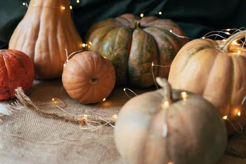 Close up ripe large pumpkins of various shapes with a garland. Stock Photos