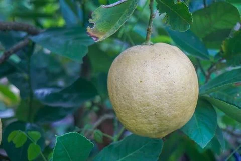 Close-up of ripe lemon hanging on the tree Stock Photos