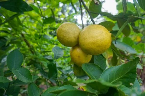 Close-up of ripe lemon hanging on the tree Foto stock