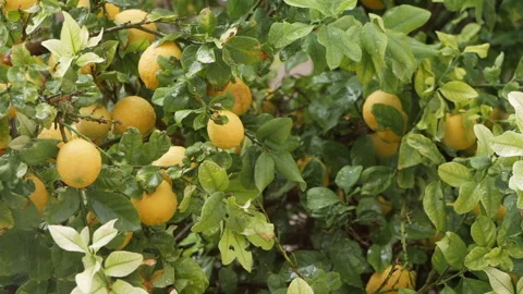 Close-up of ripe lemons on tree, wet from the rain, symbolizing organic farming Video stock 302542685