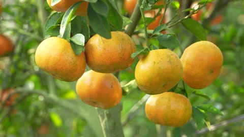 Close Up of Ripe Mandarin Oranges on Branch in Vietnam Orchard Stock Footage 326705456