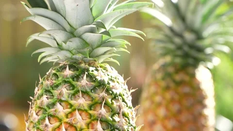 Close-Up of a Ripe MD2 Pineapple's Green Crown and Leaves. Stock Footage 318658845