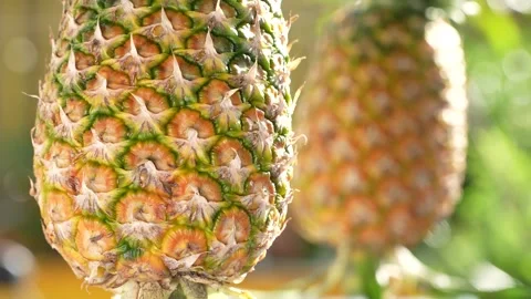 Close-Up of a Ripe MD2 Pineapple's Textured Skin with Bokeh Background. Stock Footage 318658838