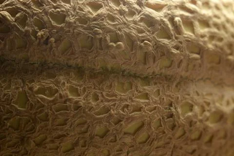 Close up on ripe melon peel. Stock Photos