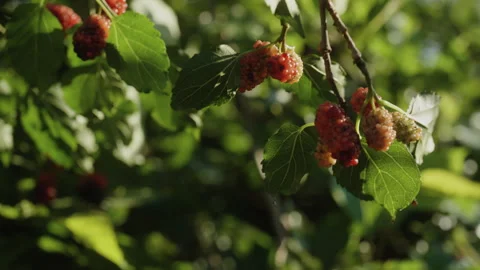 Close Up of Ripe Mulberries Under Green Foliage Stock-Footage 336338769