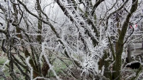 Close Up of Ripe needles Stock Footage 83829215
