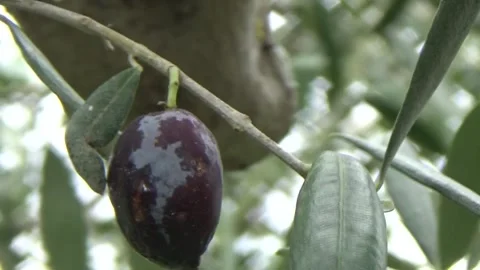 Close-Up of a Ripe Olive on the Tree Stock Footage 312639747