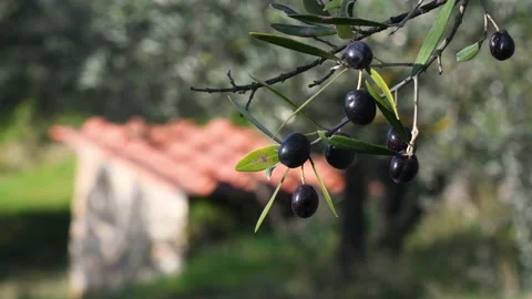 Close-up of ripe olives on the branch. Selective focus. Stock-Footage 220223089