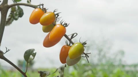 Close-up of ripe orange cherry tomatoes growing on a vine outdoors, gently .. Vidéo 344257844