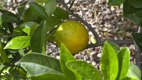Close-up of a ripe orange hanging from a citrus tree among glossy green leaves Video stock 345077366