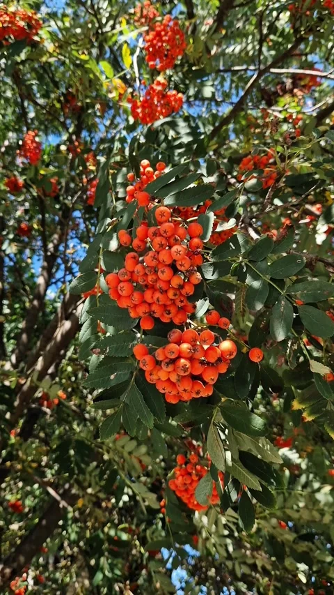 Close-up of ripe orange-red rowan berries growing on tree branches Stock Footage 345264985