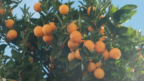 Close-up of ripe oranges on a tree against the sky in sunny weather 스톡 동영상 146669265