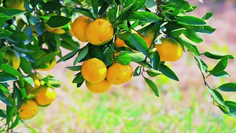 Close-up of Ripe Oranges on Tree in Orchard - Video Vídeo Stock 347793184