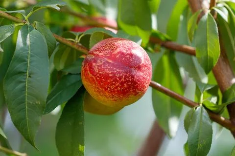 Close-up ripe peach on tree branch surrounded by green leaves Stock Photos