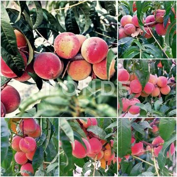 Close up of the ripe peaches on branch collage og photos Stock Photos