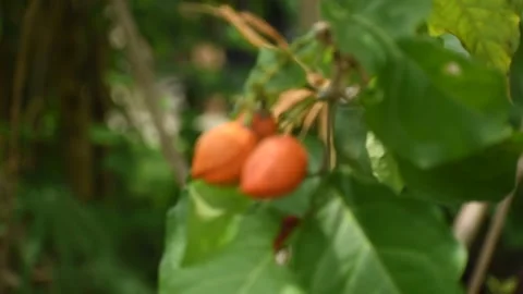 Close-up of ripe peanut butter fruit (Bunchosia argentea) clusters. 스톡 동영상 331839773