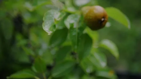 Close-up of a ripe pear hanging on a wet tree branch... 스톡 동영상 339101875