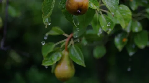 Close-up of a ripe pear hanging on a wet tree branch... 스톡 동영상 339101883