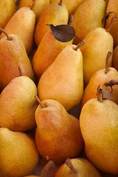 Close up of ripe pears as background or texture. Fruit harvest Stock Photos
