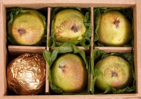 Close up of ripe pears gift wrapped in open box for the holiday seasons Stock Photos