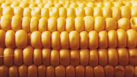 Close-up ripe peeled corn cobs rotating in sunlight. Stock Footage 207312257