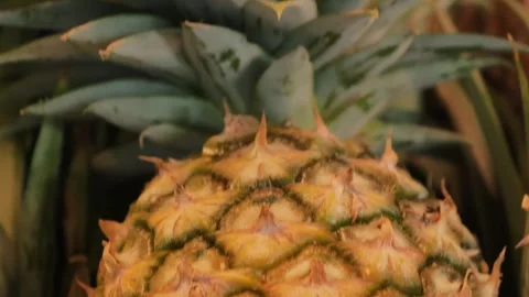 Close-Up of a Ripe Pineapple Growing on a Farm Stock Footage 345645113