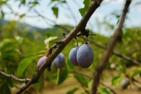 Close-up of ripe plums hanging on a tree branch in a sunny orchard in Mokra G Stock Photos