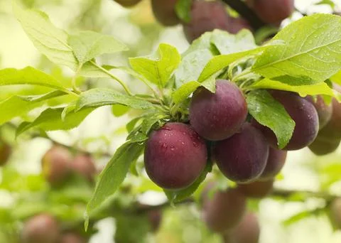 Close-up of ripe plums on a tree branch in the orchard Stock Photos